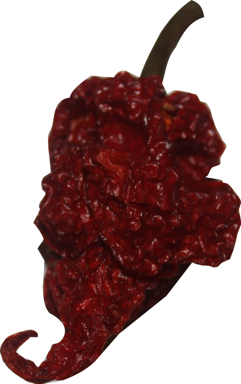 Scorpion Chili Peppers 25 Dried Whole Trinidad Moruga Pods Red Tail Extra Hot