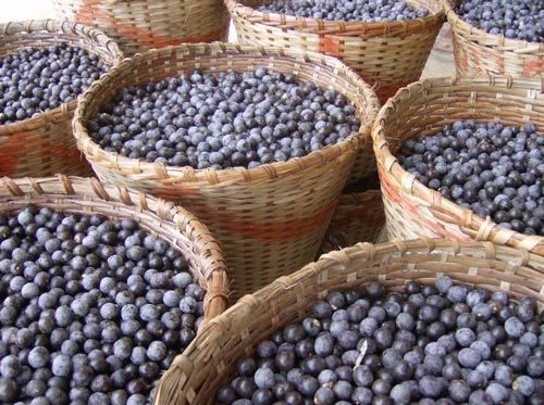ACAI Assai powder berry 8oz 1/2lb Superfood anti-age protein detox fib OMe3 PAJE