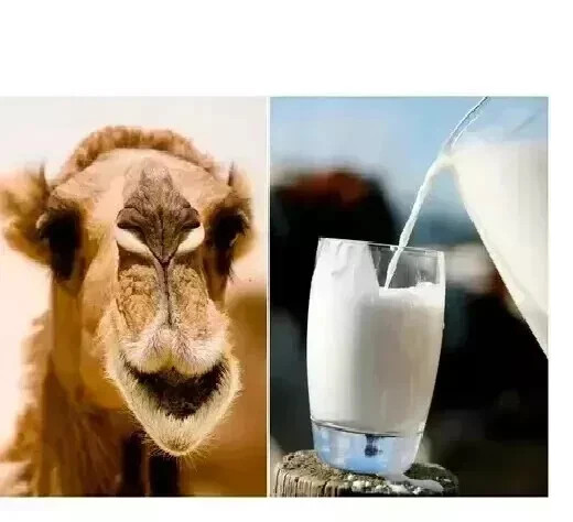 Camel Milk Powder for Freeze Dried Immunity & Brain Development 200gm