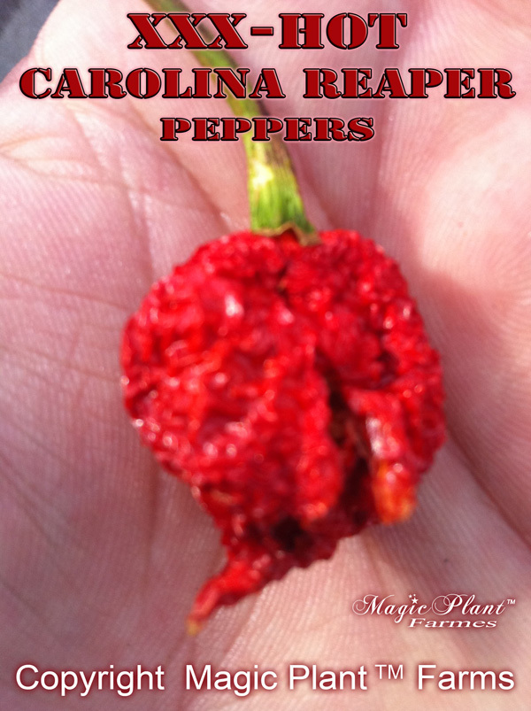 Carolina Reaper Dried Whole Pepper Pods 1kg / 2.2lb | Hottest Pepper in World!