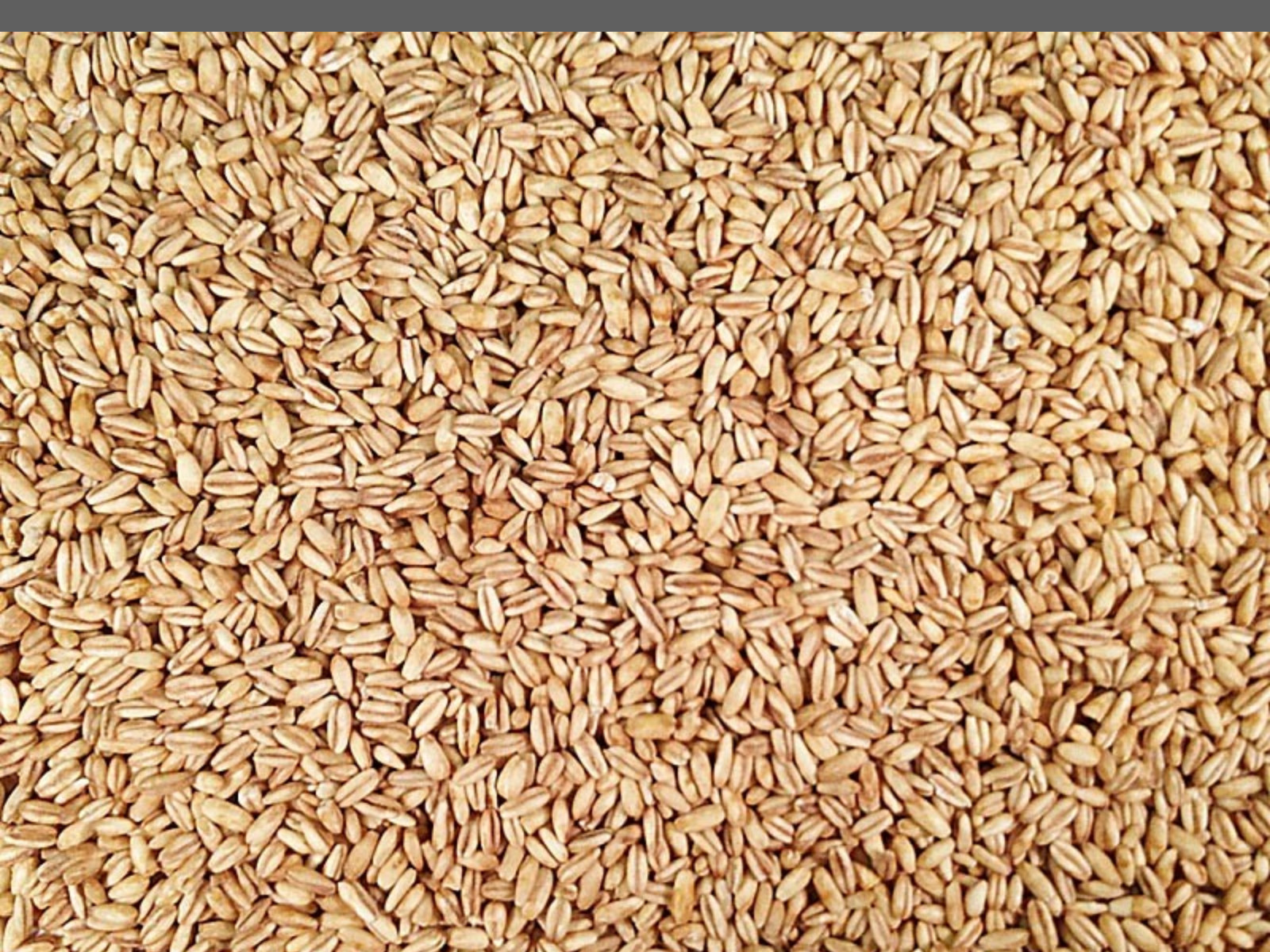 Organic Toasted Oat Groats | 25 lb | Non-GMO | Shipping Included | Grain Place F