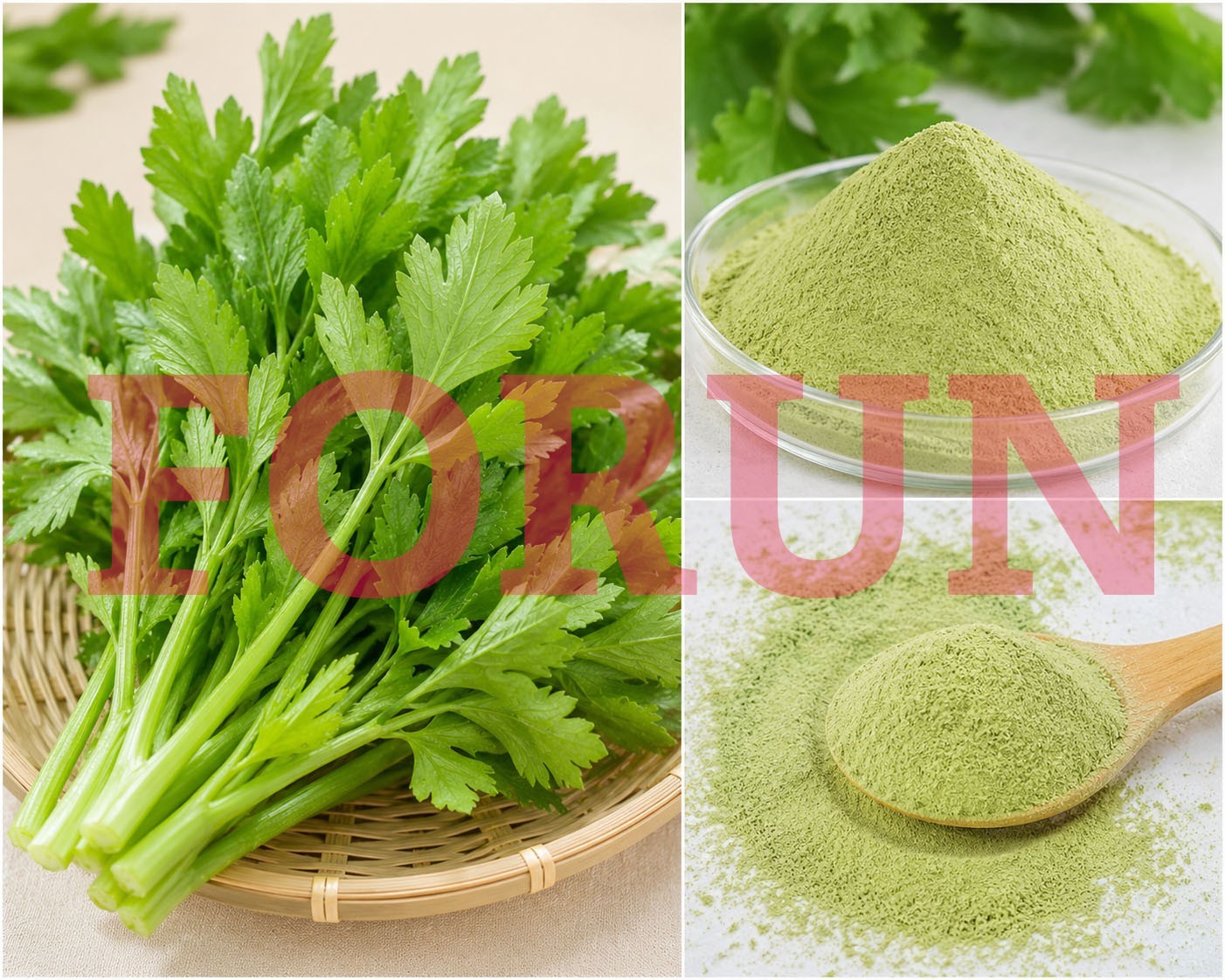FORUN Premium Green Celery Leaf Powder (Ground), -Fresh Green,Pure