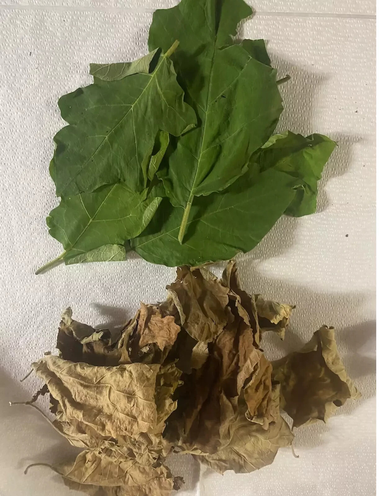 Dried Turkey Berry Leaf Leaves Solanum Torvum Natural 100% Organic 100g Dried
