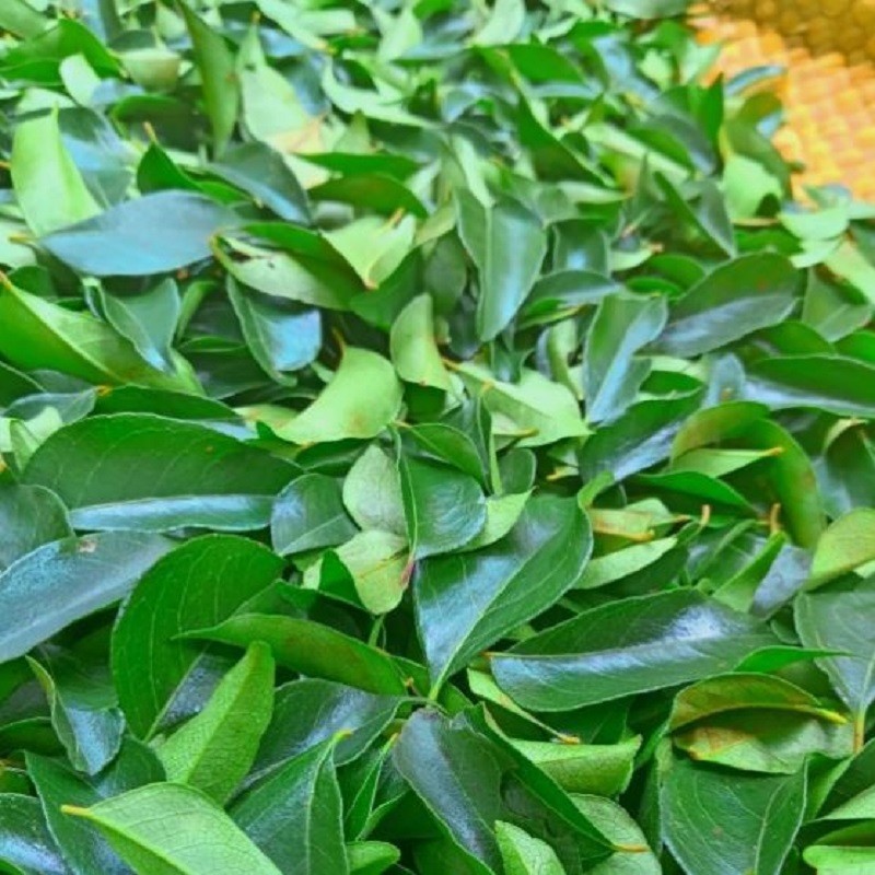 Dried Curry Leaves Powder (Murraya Koenicll) Leaf 100% Organic Ceylon Spices Tea
