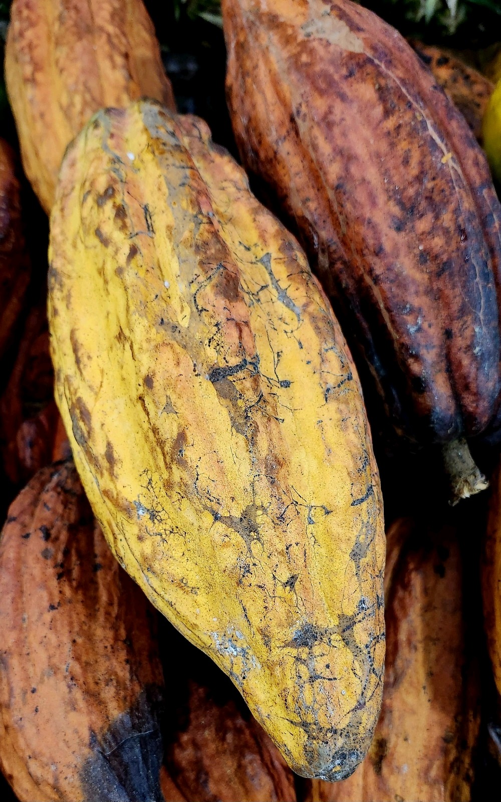 Fresh Puerto Rican Cacao Pods – 6 Organic Gourmet Cacao Pods Chocolate Making