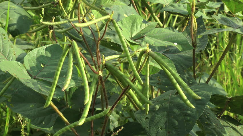 Organic Whole MUNG Beans ‘Green Gram’ ‘Moong’ Prewashed Clean non GMO