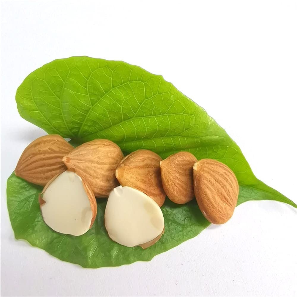 Organic Bitter Apricot Kernels 16oz – Raw, USDA Certified, Healthy Snack Seeds