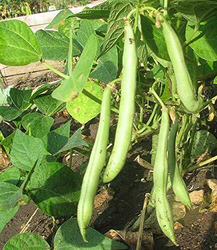 BaltoroFoods Organic Navy Beans Raw non GMO Vegan Bulk