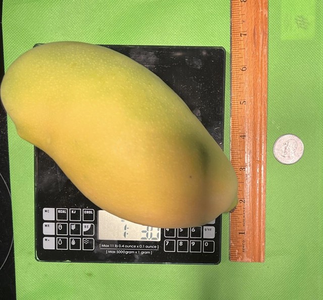 8-9 lbs Valencia Pride fresh mango fruit from Florida