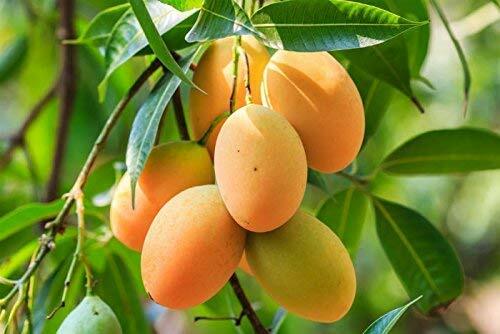 Bulk Organic Mango Unsweetened Slices Non-GMO 10 Pound Wholesale Box