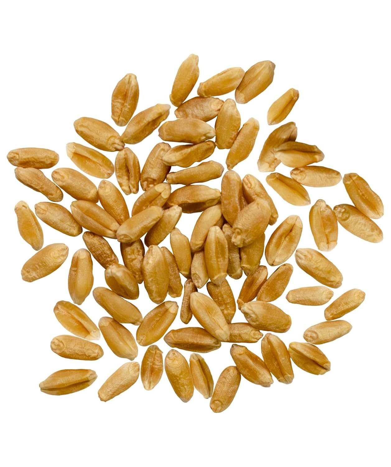 15 LB Hard Red Spring Wheat | Authentic Family Farmed, Non-GMO & Glyphosate Free