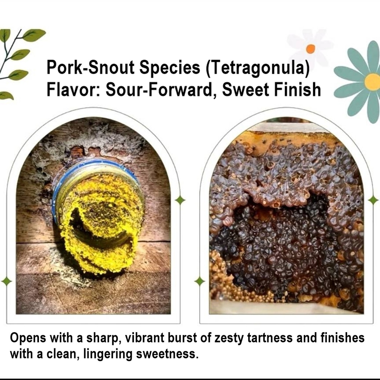 100% Pure Stingless Bee Honey Discovery Set – 5 Rare Species x 25ml – Nature’s H