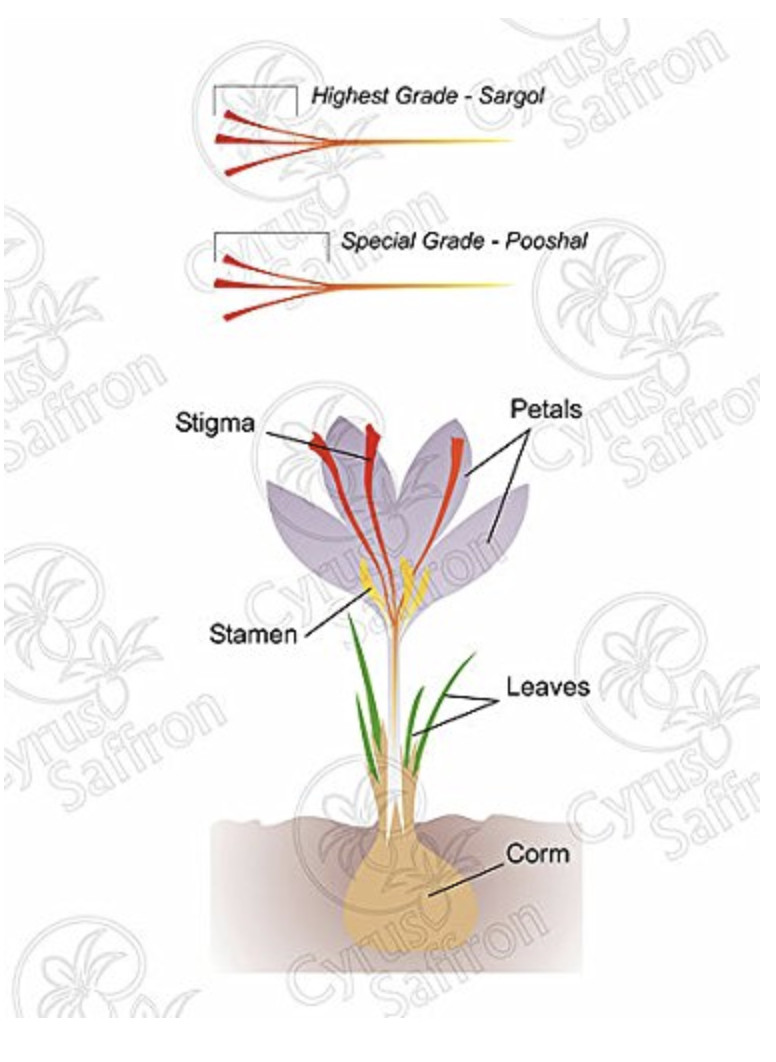 ORGANIC SAFFRON, USDA certified Organic US grown 22-24 karat Cyrus Saffron