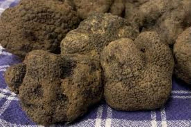 Precious Italian fresh black truffles. Black truffle 350g. 12,3 oz.Mushrooms.Top