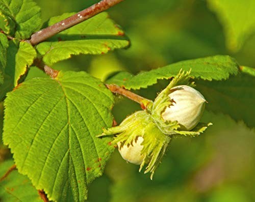 Raw Hazelnuts – Kosher, Raw, Vegan – by Food To Live