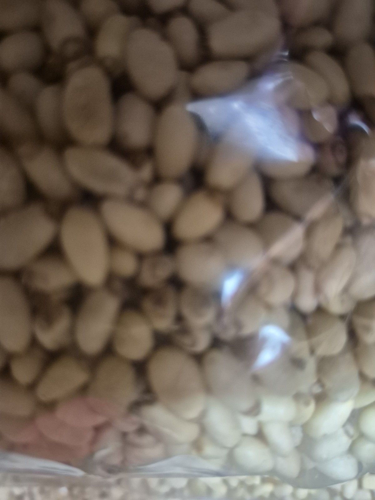 Raw Pine nuts. piñon~ 5 lb 100 natural