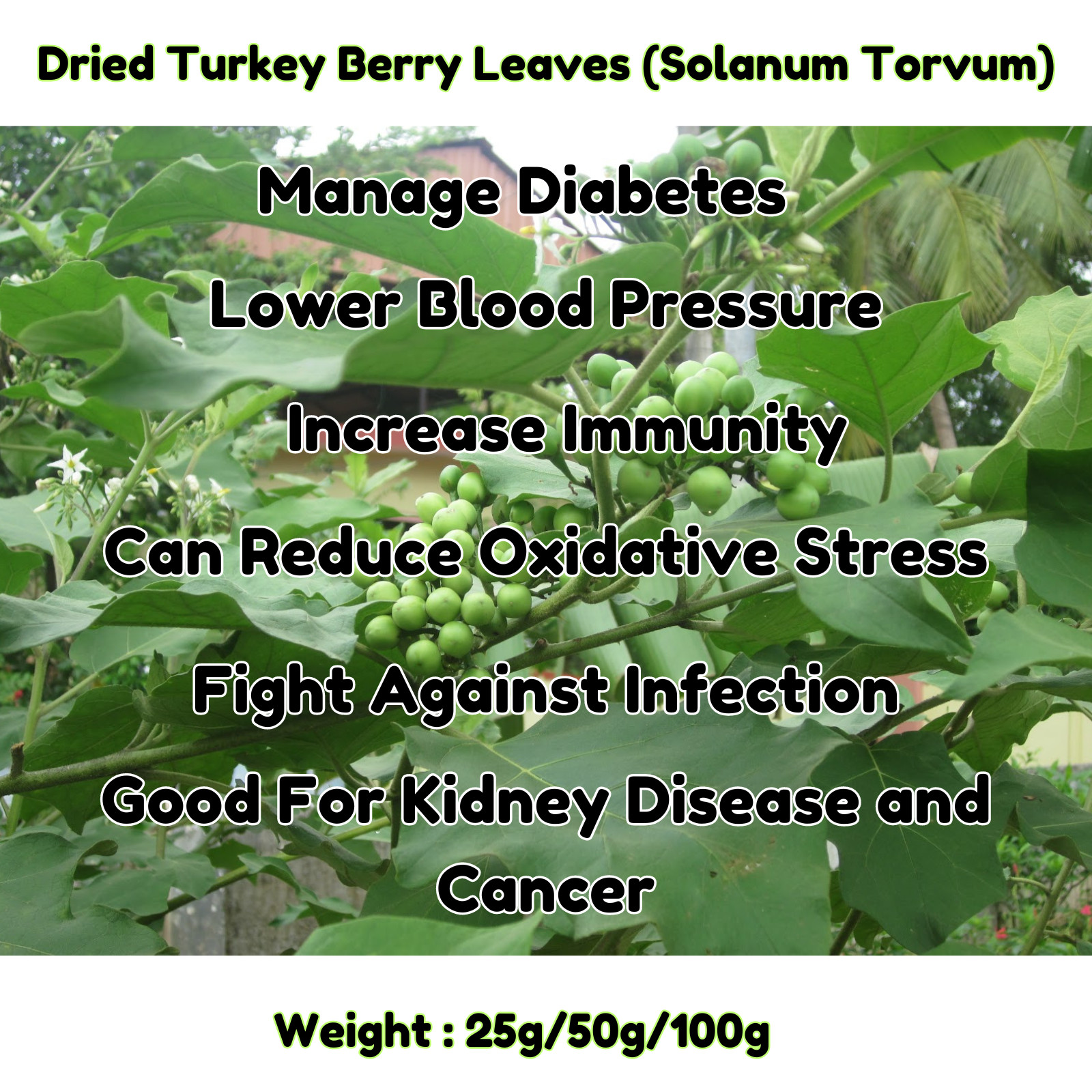 Dried Turkey Berry Leaves (Solanum Torvum) Natural Organic 100% Dried Pure Leaf