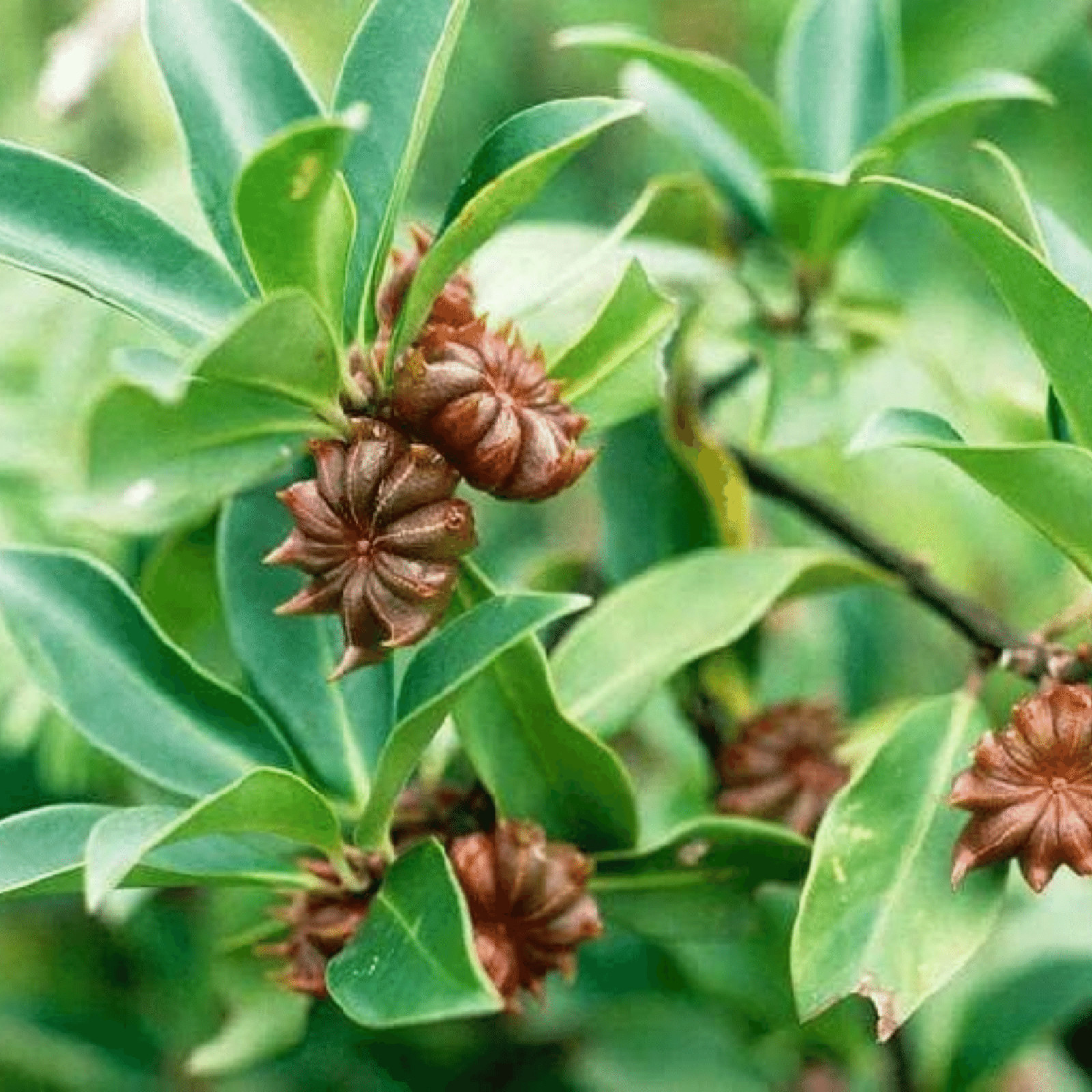Star Anise Seeds (Anis Estrella) (2oz-4oz-8oz-1lb-2lbs-5lbs-10lbs)