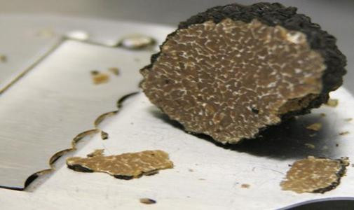Precious Italian fresh black truffles. Black truffle 250g. 8,8 oz. Mushrooms.