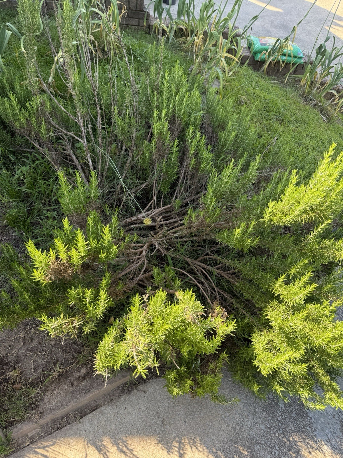 Organic Fresh Rosemary