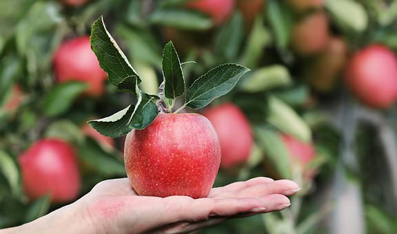 APPLE powder 8oz – 1/2 lb , natural, gluten free, non-GMO PAJE