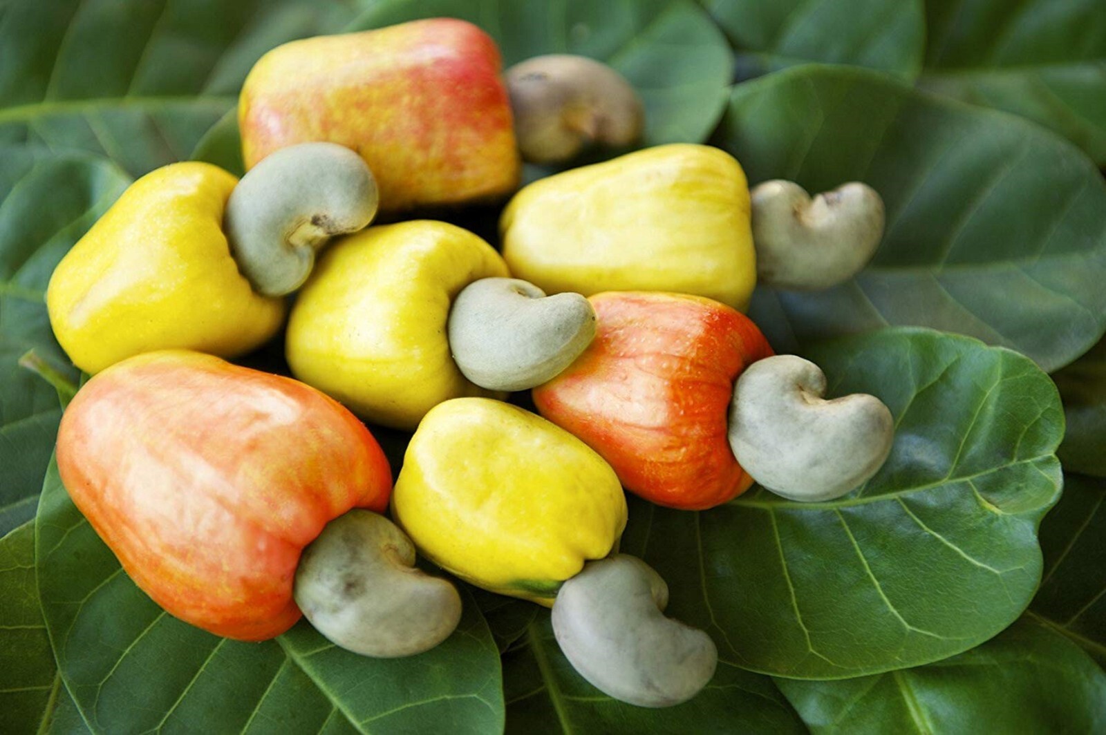 RAW CASHEWS CRUNCHY MILDLY SWEET BAG & FREE SHIPPING PREMIUM QUALITY 18oz(500g)