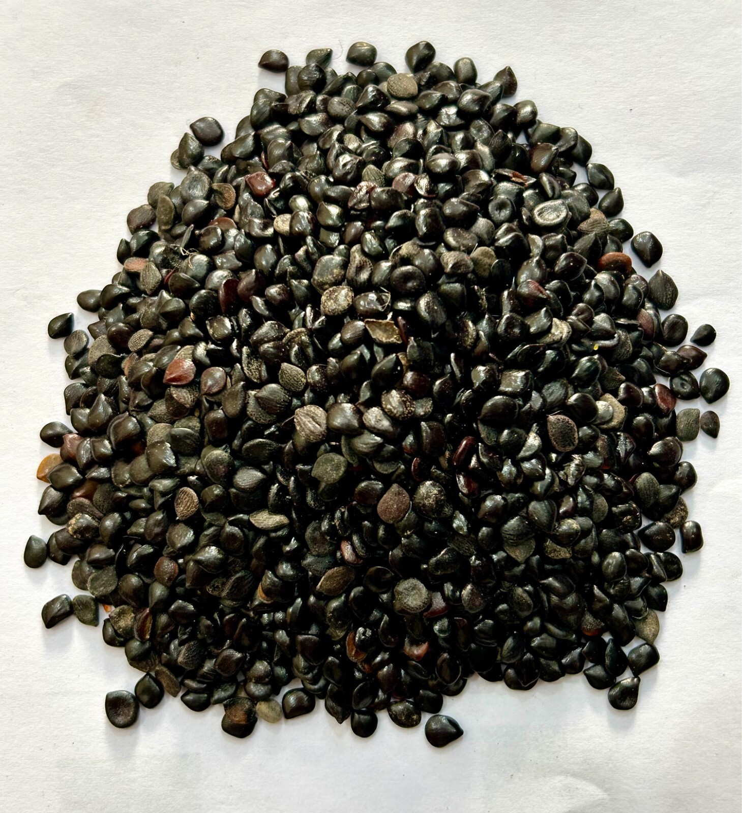 Chaksoo Seed-Cassia Absus-Raw Herbs-Beej Chaksu-Jadi Booti-Single Herbs