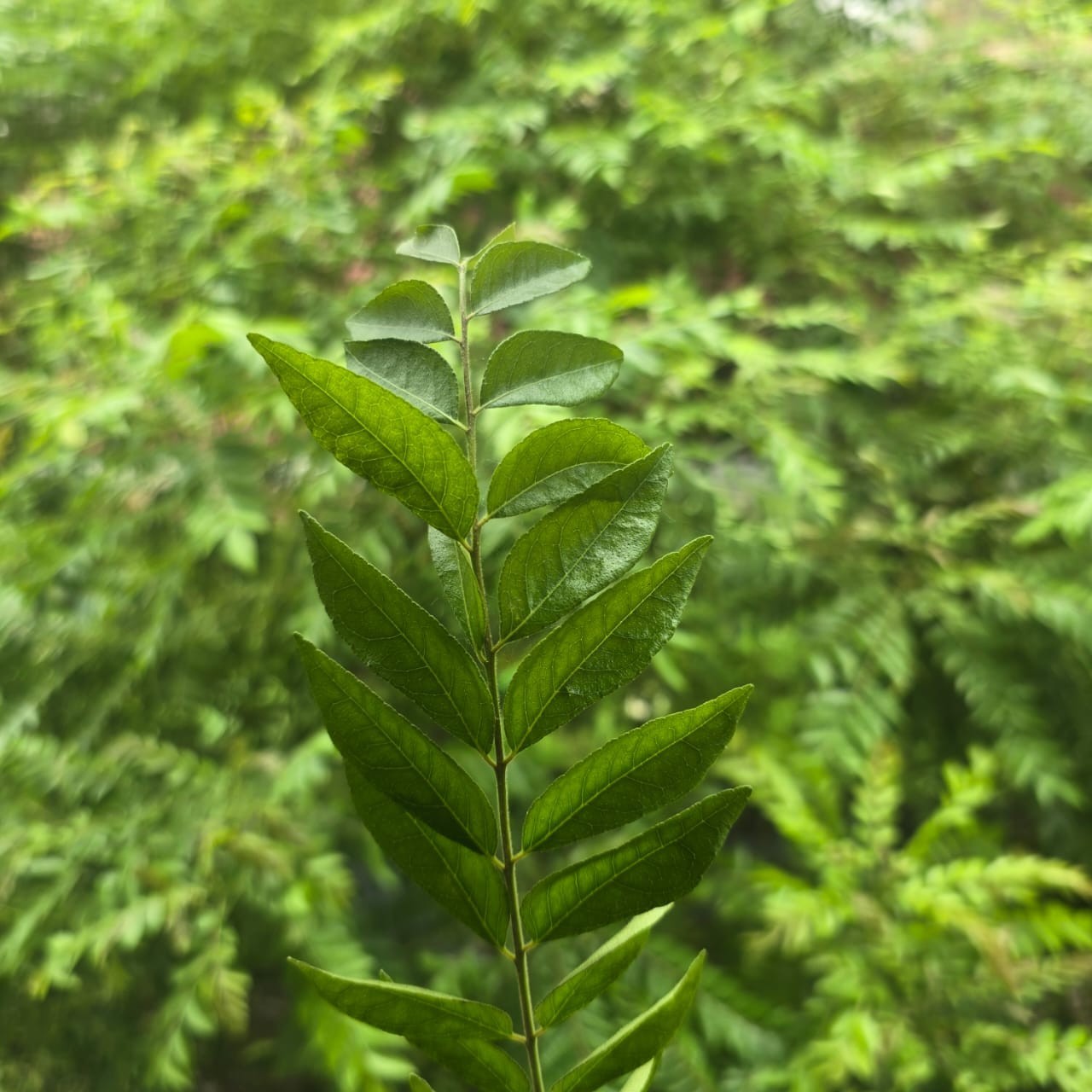 Dried Curry Leaves Powder (Murraya Koenicll) Leaf 100% Organic Ceylon Spices Tea