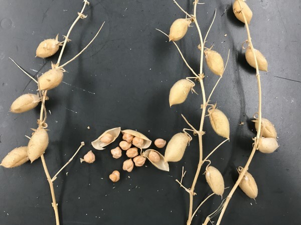 Beans Chickpea Cooked Dried | 4oz to 5lb | 100% Pure Natural Hand Crafted