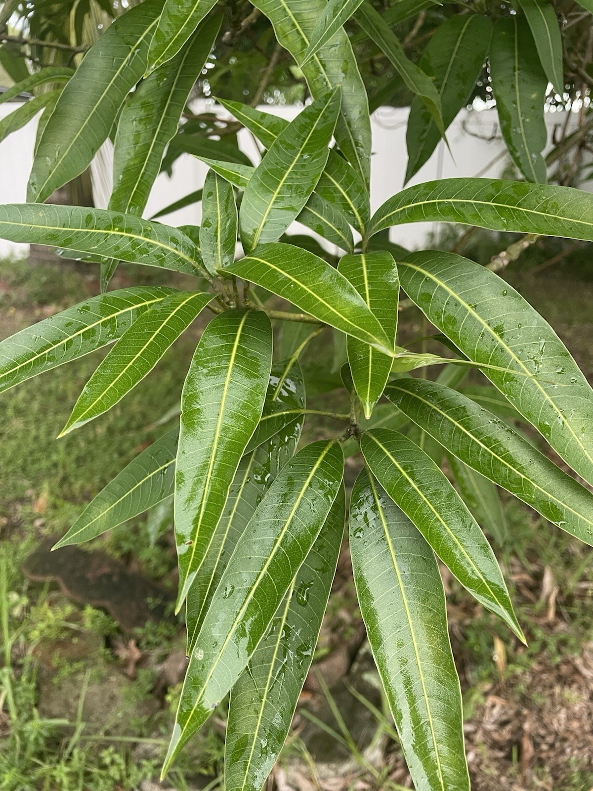 40 + MANGO LEAVES FOR HERBAL USE ORGANIC FRESH FROM FLORIDA (ASK FOR DRIED)