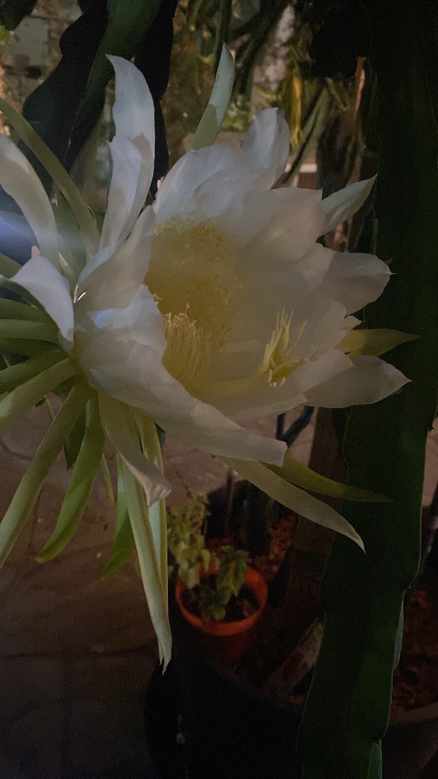 10 Self Fertile Dragon Fruit Cutting 8-14 Inches check the description