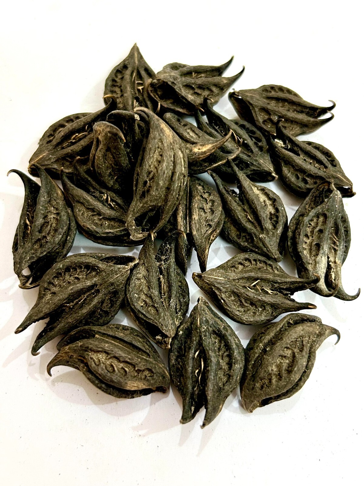 Bichhu Phal, Bichhu Fal, Kaknasa, Martynia annua, Natural Bichhu Fal