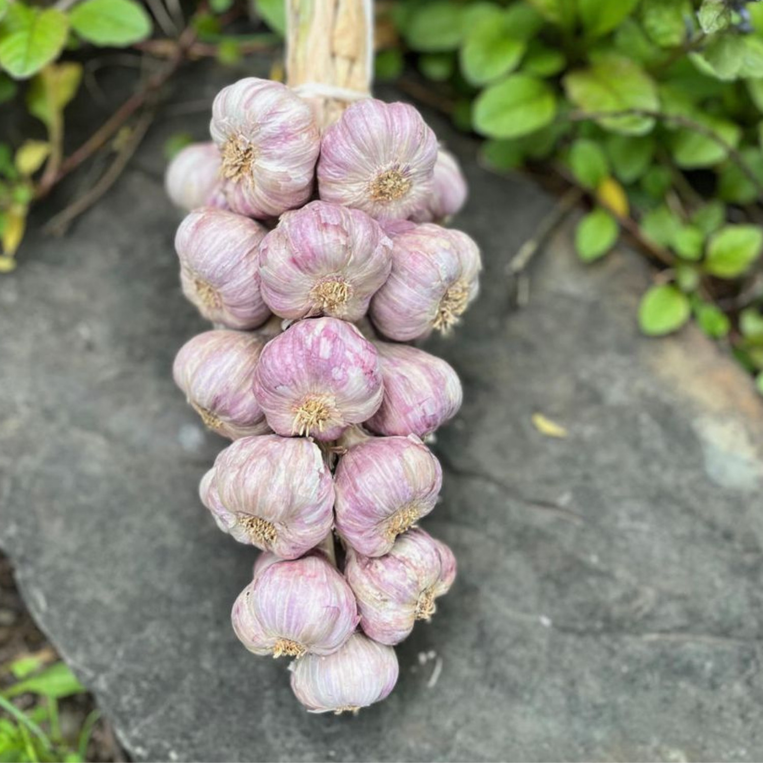 Organic Garlic Bouquet – Hand-Braided Volcanic Kitchen Decor (2lb) Non-GMO