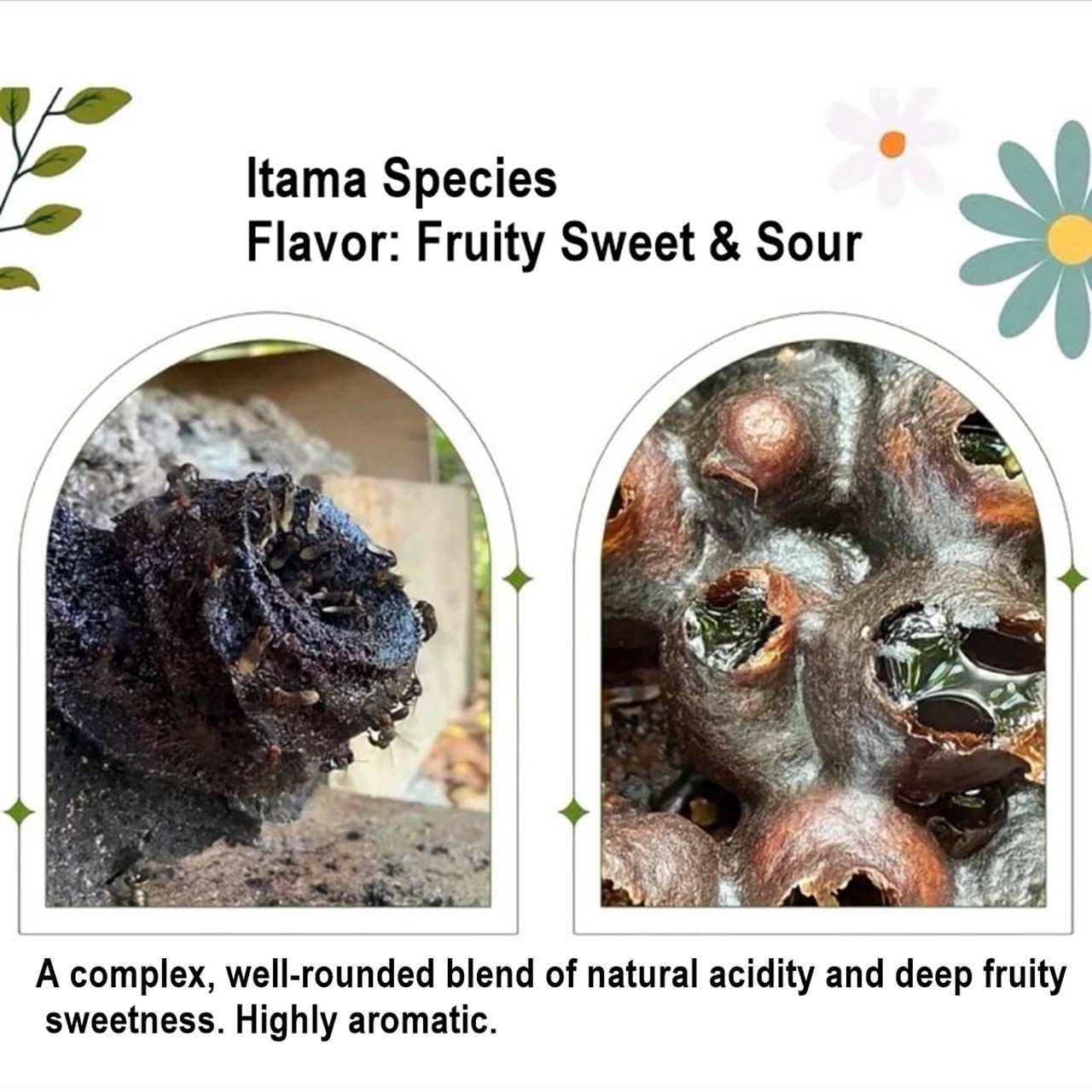 100% Pure Stingless Bee Honey Discovery Set – 5 Rare Species x 25ml – Nature’s H