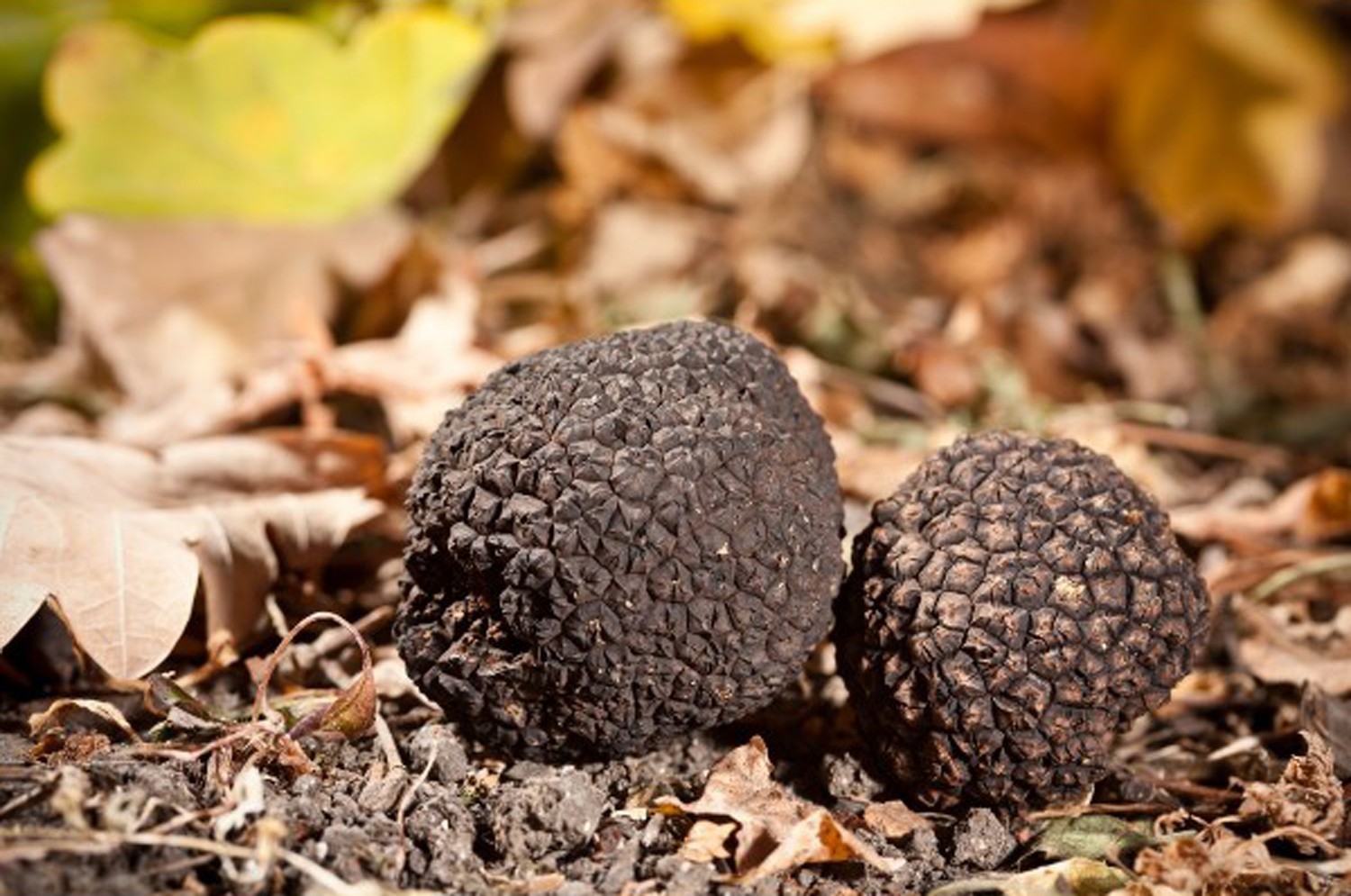 Fresh Black Summer Truffle Tuber aestivum or Scorzone I quality Fresh 500 gr