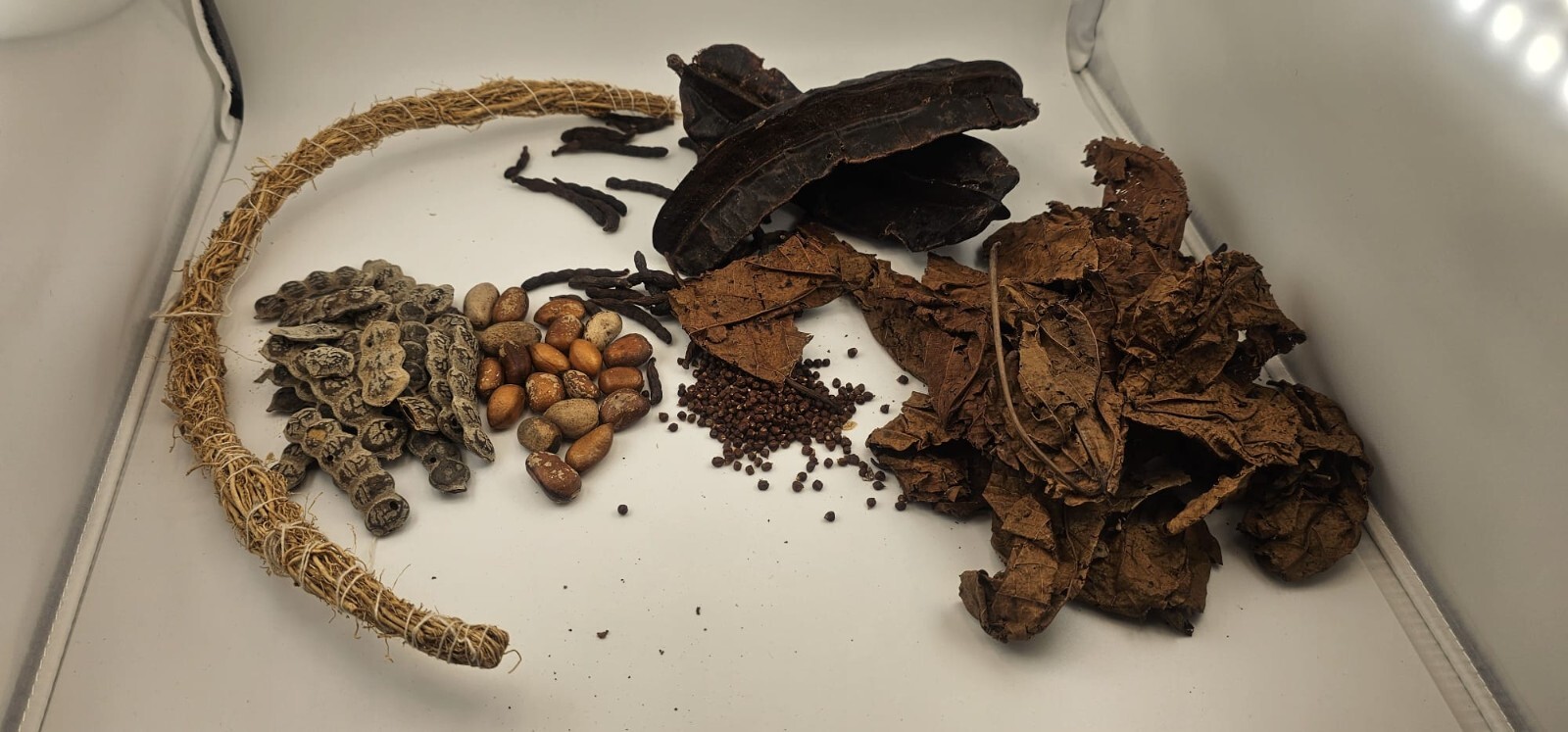 Djeka leaves KIT (1bls, see description)