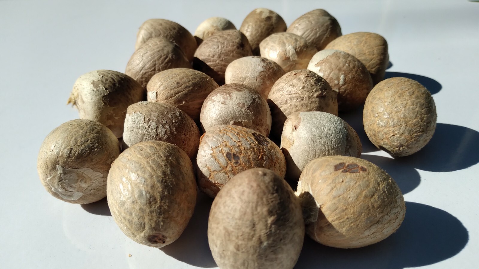 Dried Whole Betel Nuts/ Areca Nut 100% Organic Ceylon 100g free shipping