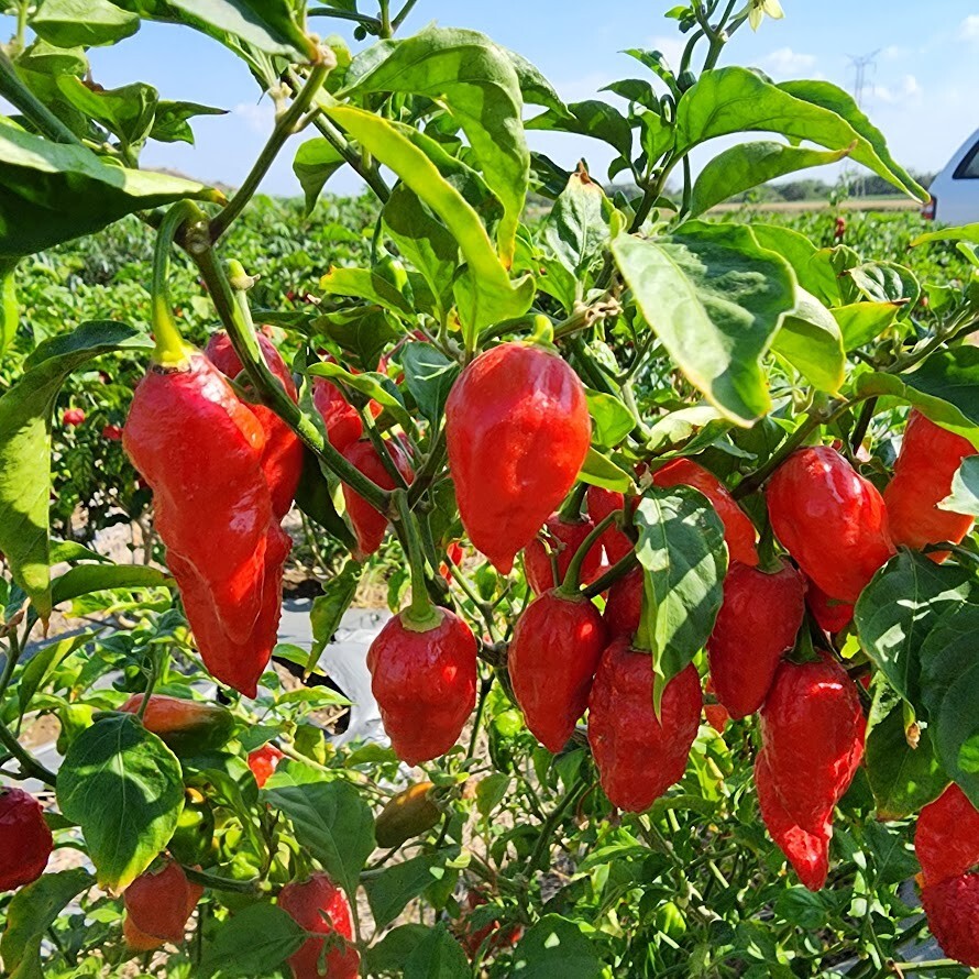 SMOKED Ghost pepper Pods – Count 15 peppers ( 2 pack -30 peppers)