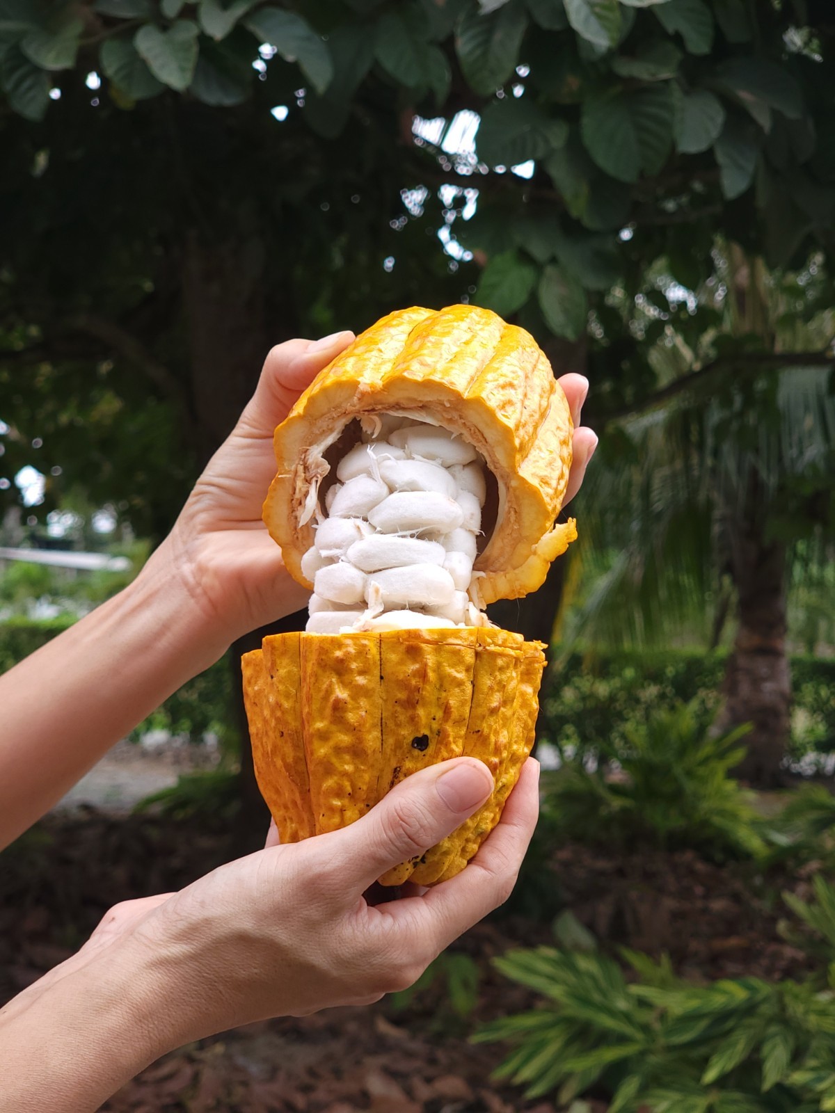 Whole Raw Dried Cacao Beans. 100% Fino De Aroma-Arriba. From Balzar, Ecuador.