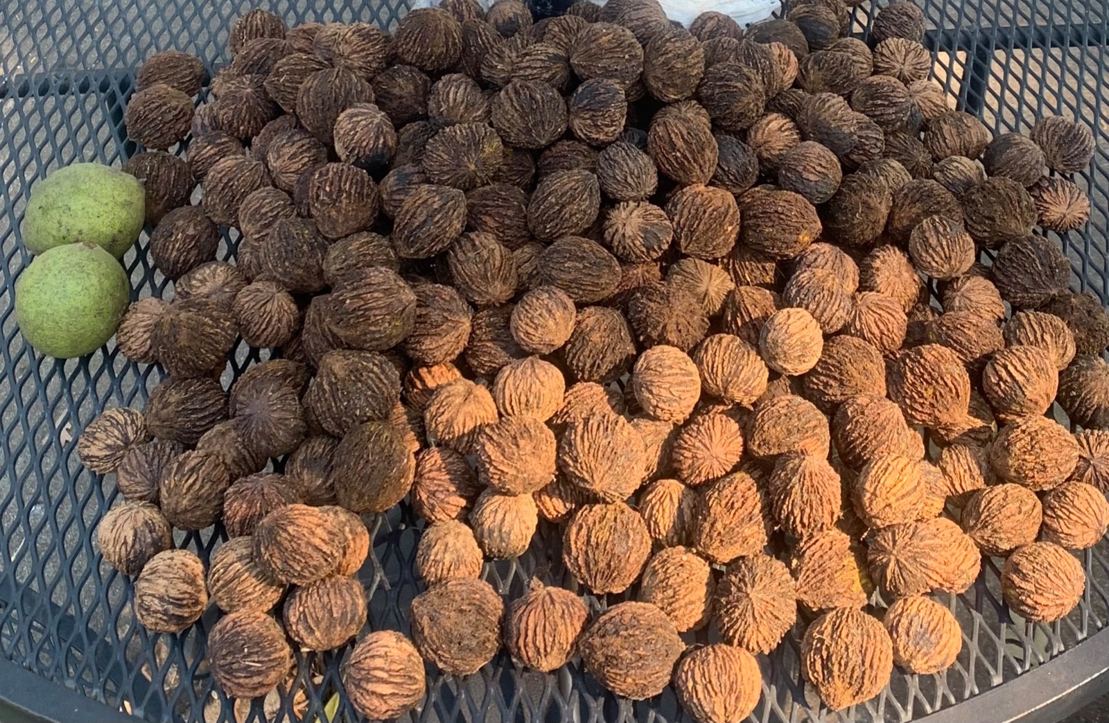 5 lb box Black Walnuts. 9/25 Harvest Southern VA. Floated, Power Washed