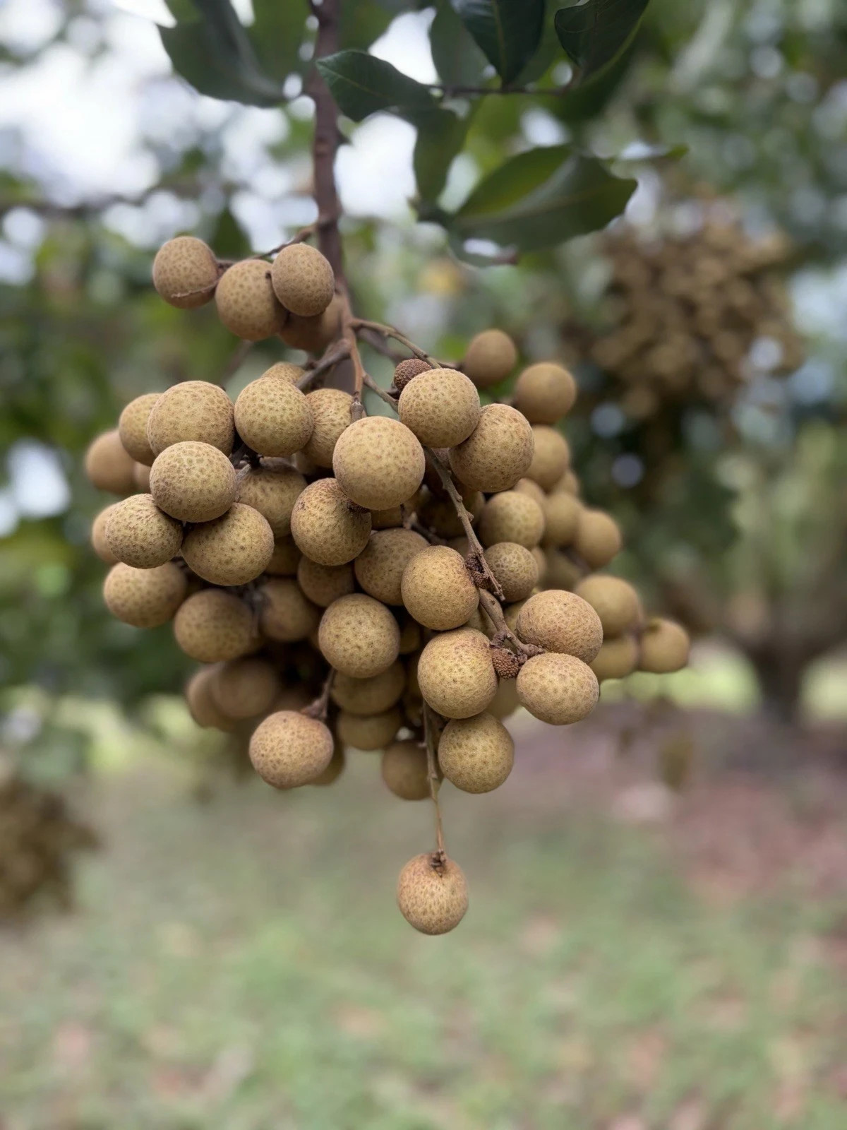 Longan (Dimocarpus) fresh fruit – by the lb