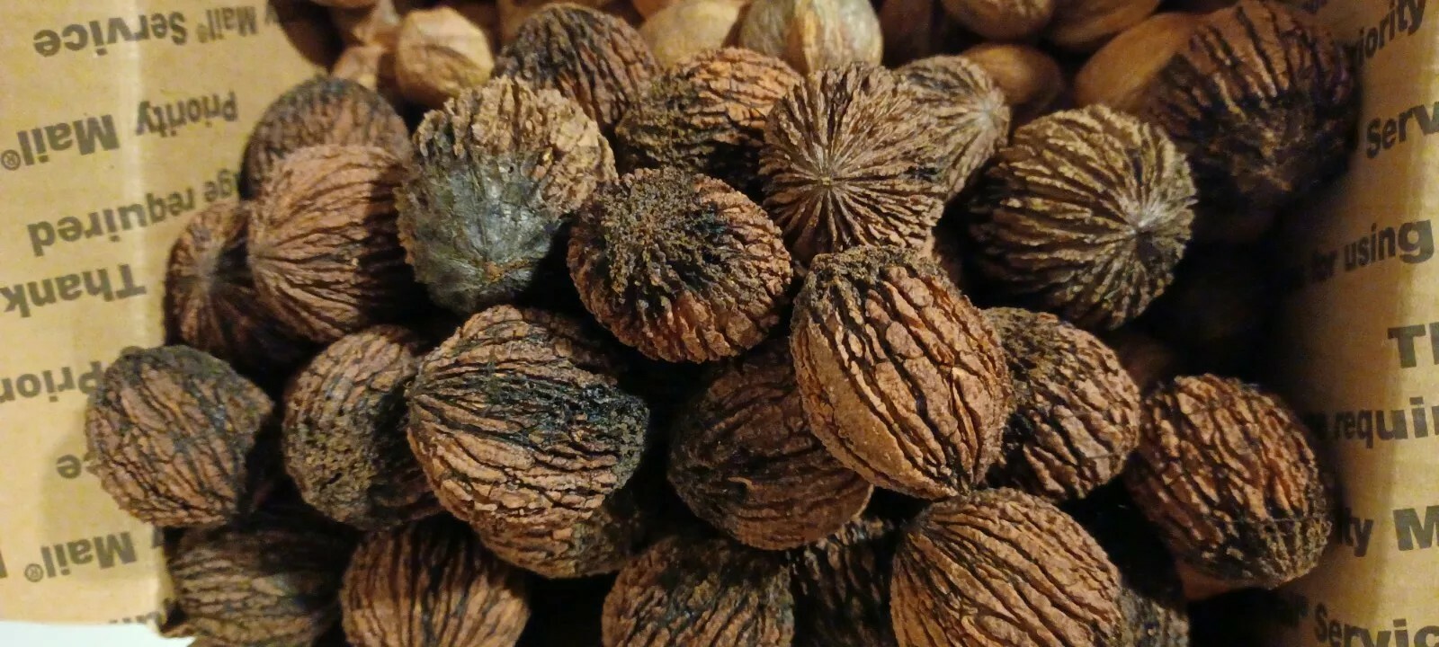 5 Lbs Black Walnuts hulled, in shell fresh harvest 2025, GA Non GMO ORGANIC
