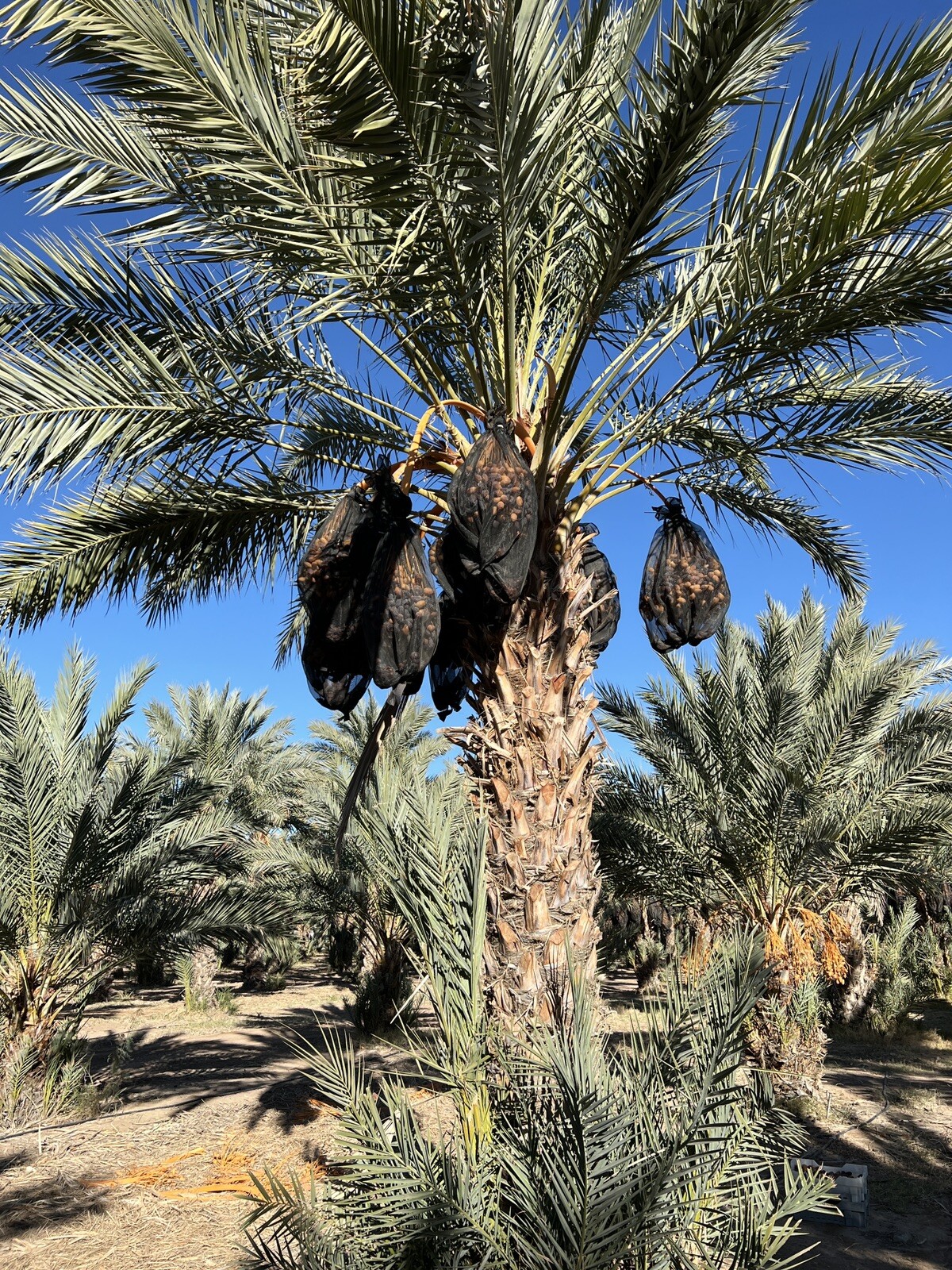 11LB—MEDJOOL DATES- SOFT (RUTOB). CALIFORNIA FRESH. FREE FAST SHIPPING.