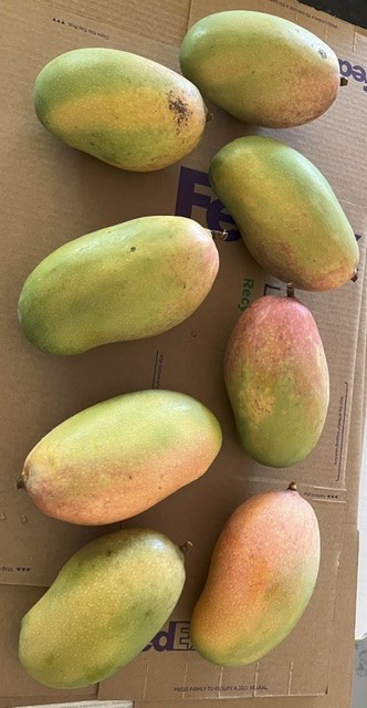 8-9 lbs Valencia Pride fresh mango fruit from Florida