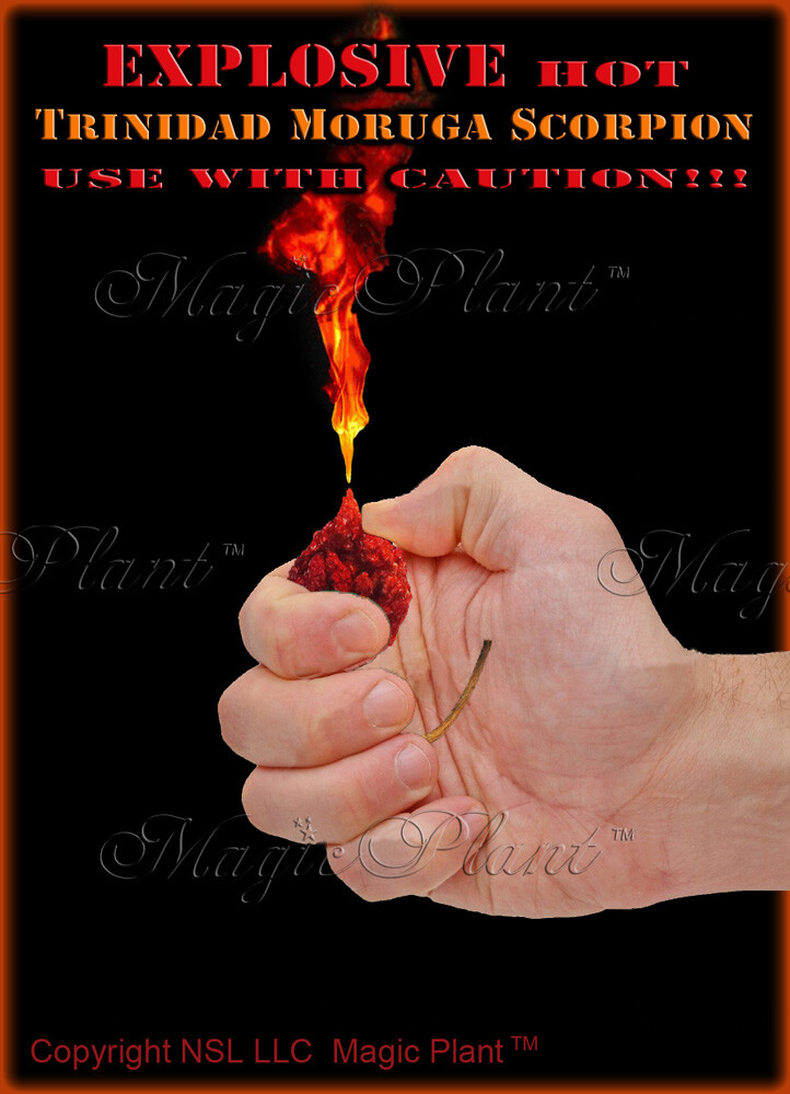 Moruga Scorpion Chili Pepper Dry Whole Pods SUPPER HOT – High Quality (6 sizes)