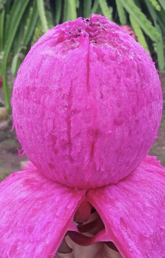 10 Self Fertile Dragon Fruit Cutting 8-14 Inches check the description