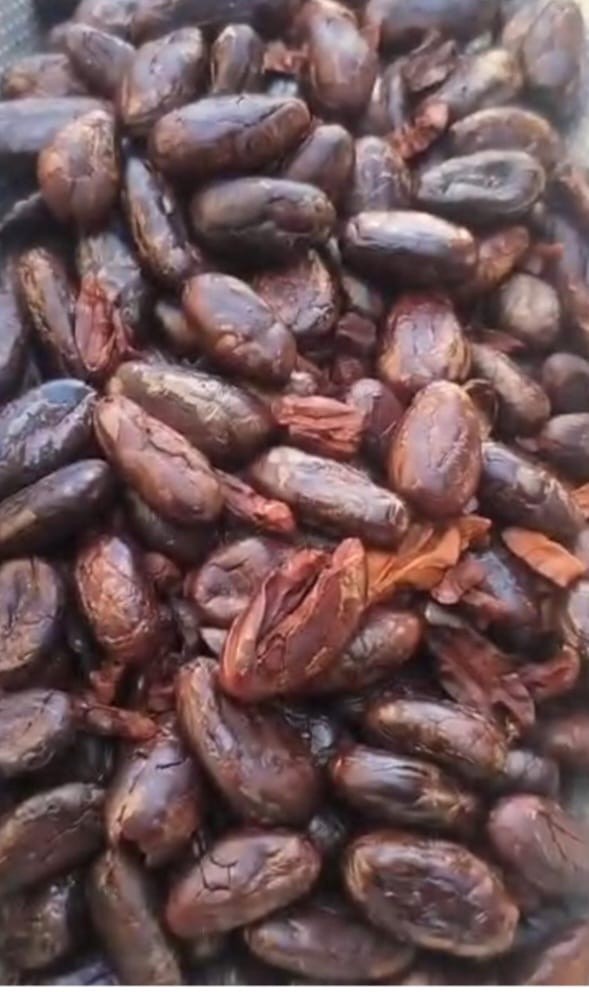 Cacao beans Roasted and peeled 1lbs Fresh cacao/cocoa beans Ready to eat
