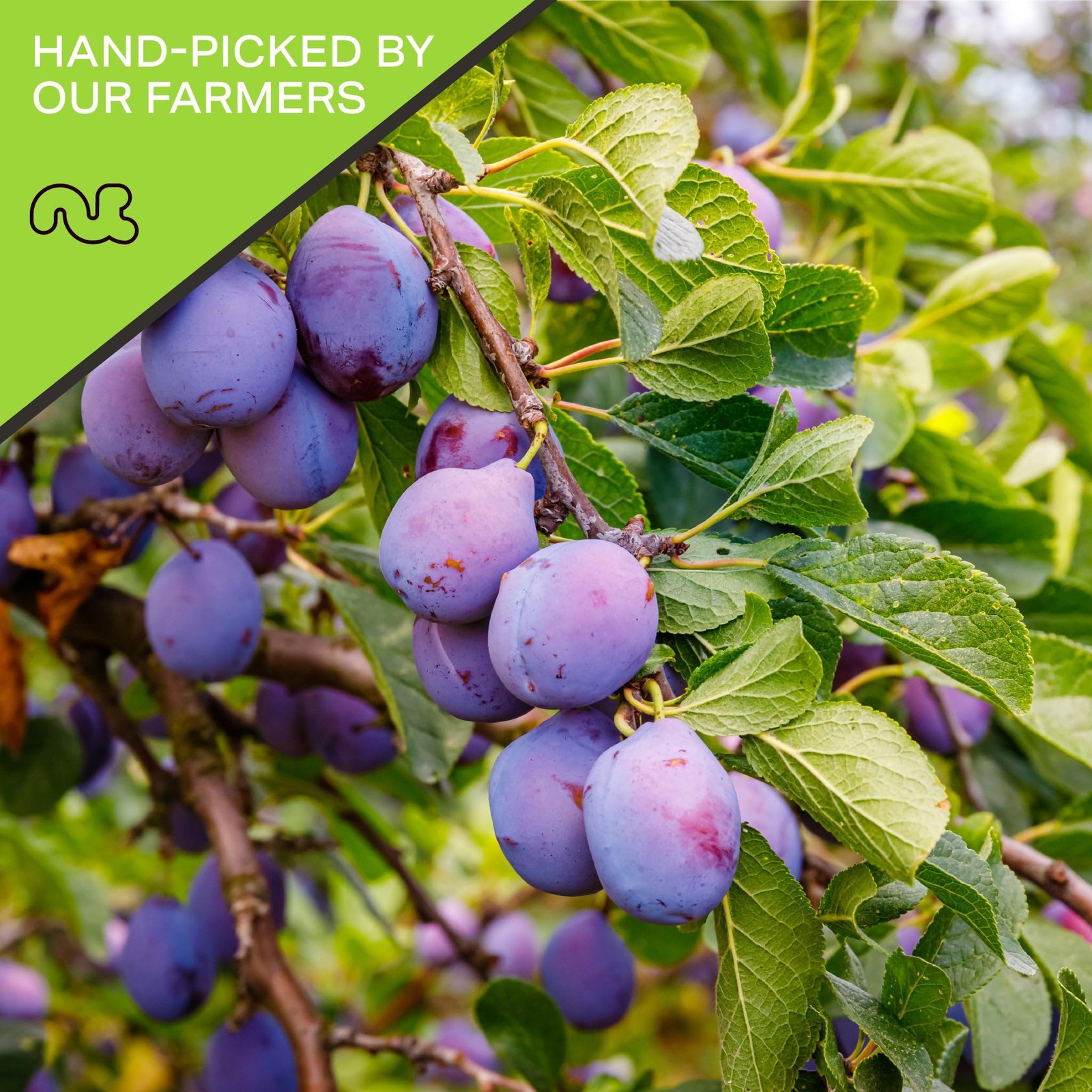 – Dried Prunes Pitted Unsweetened, Dry Plums No Sugar Added, Unsulphured (16o…