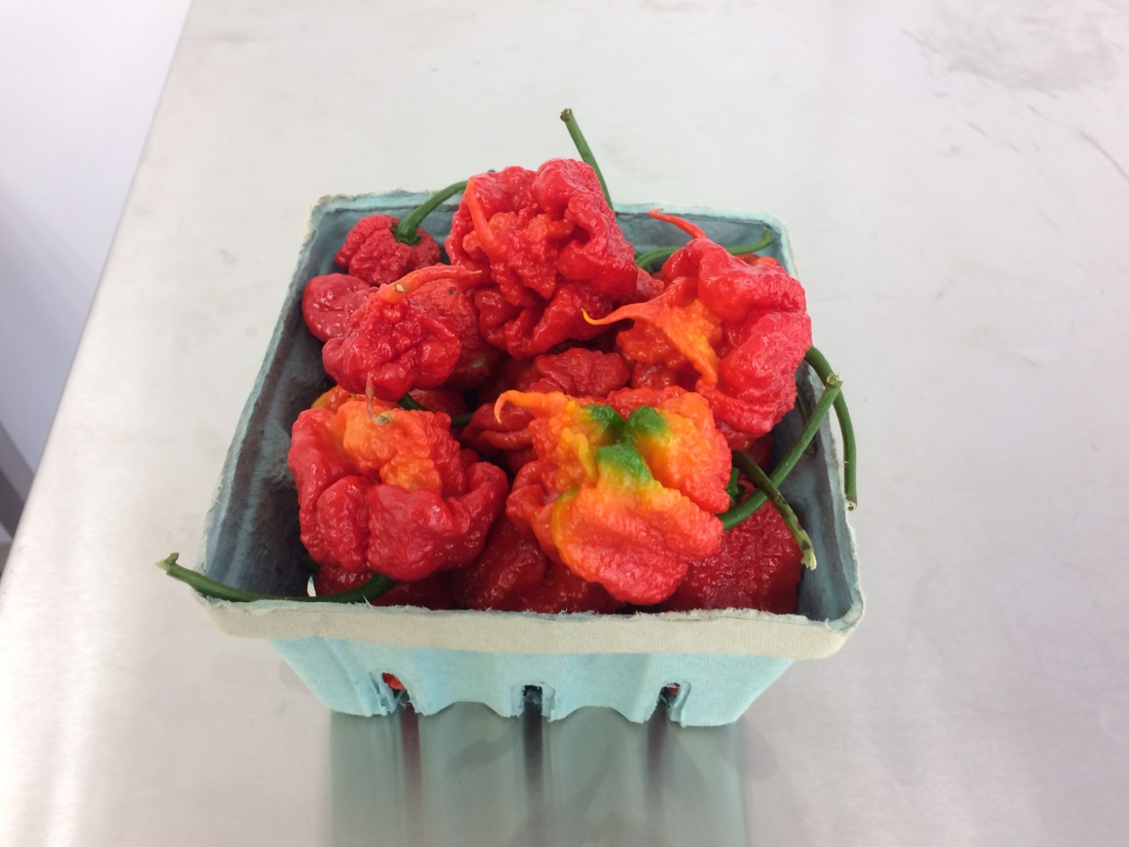 12 FRESH PICKED Red Carolina Reaper Peppers (Hydroponically Grown)