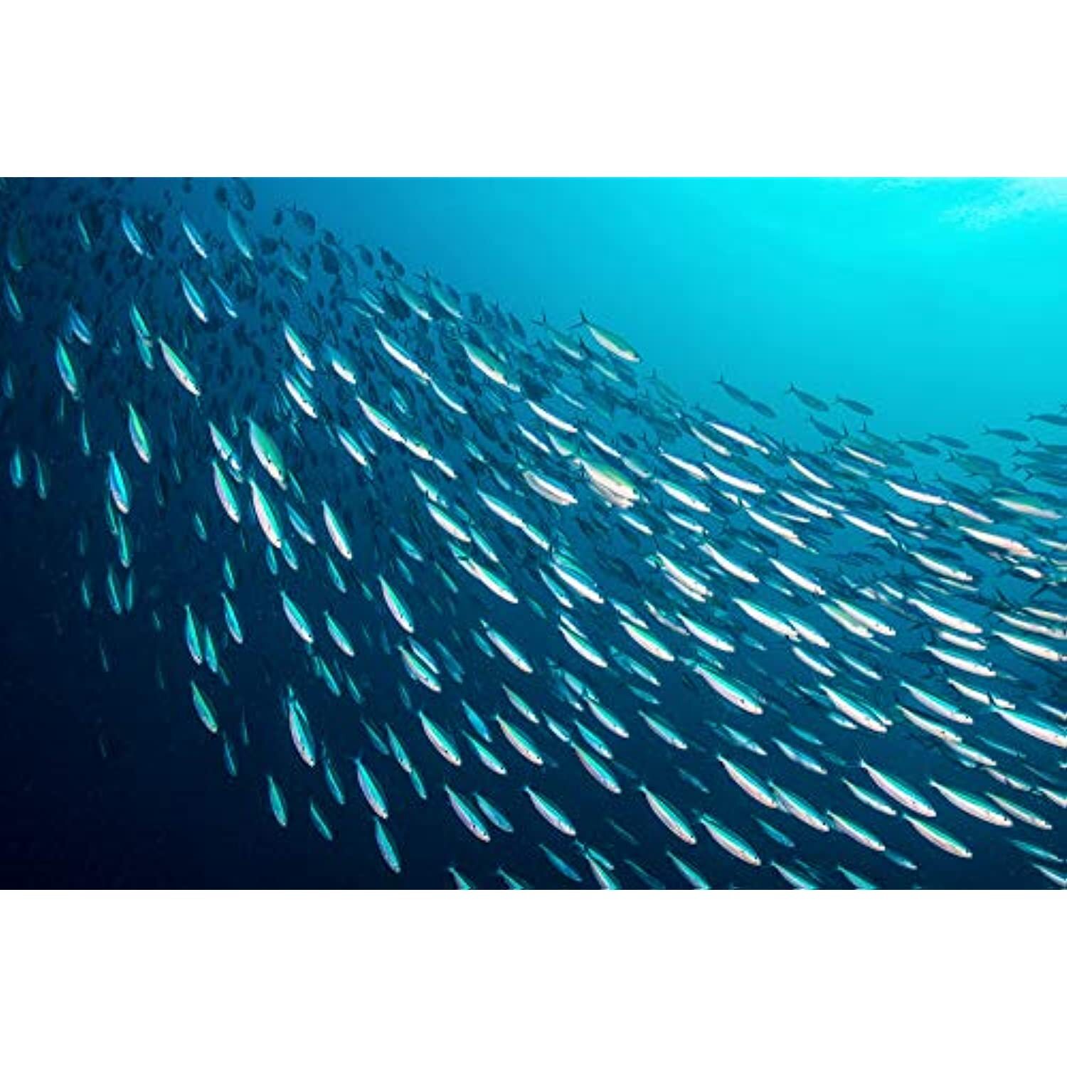 Season Sardines in Olive Oil | Skinless & Boneless, Gluten Free, Keto, Paleo, Ko